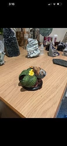 The country bird - bird, collection